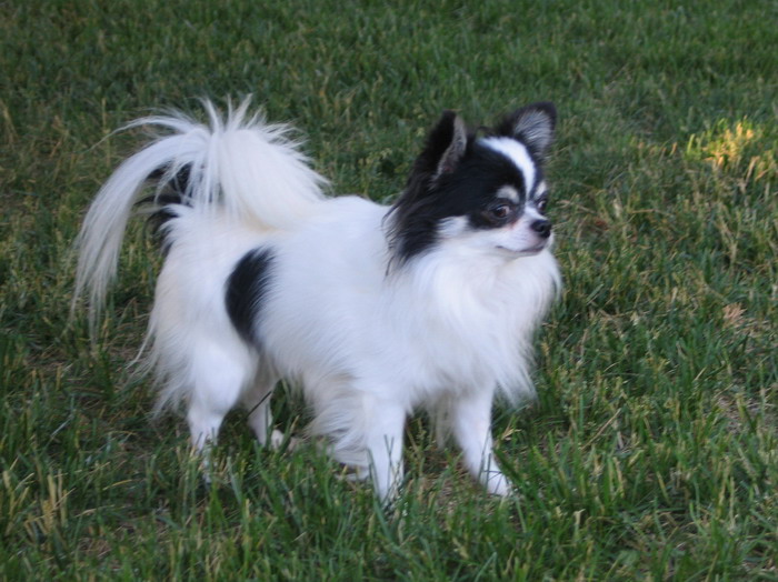 long haired chihuahua photos. Long Haired Chihuahua