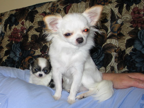 pictures of long haired chihuahua puppies. chihuahua long coat puppies